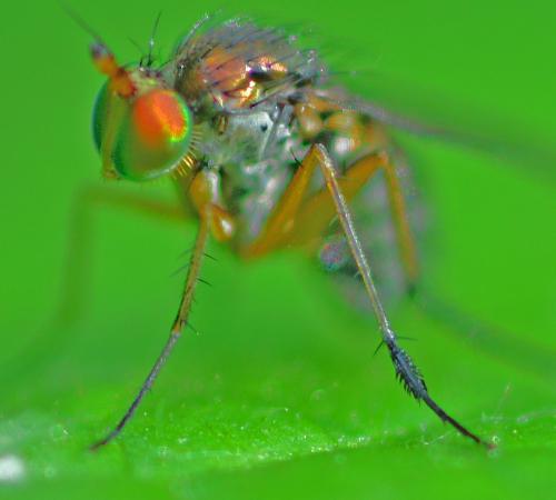 Dolichopus plumipes